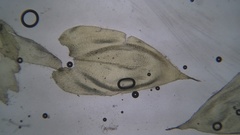 Brachythecium laetum