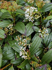 Viburnum davidii