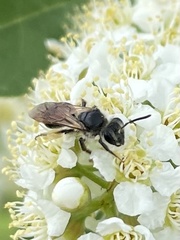 Andrena crataegi