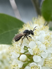 Andrena crataegi