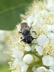 Andrena crataegi