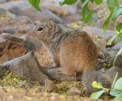 Otospermophilus variegatus