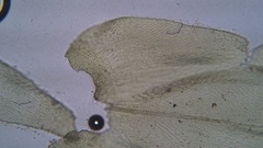 Brachythecium laetum