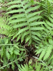 Deparia acrostichoides