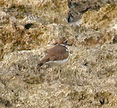 Charadrius vociferus