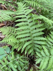 Deparia acrostichoides