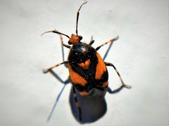 Deraeocoris schach