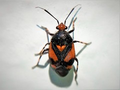 Deraeocoris schach