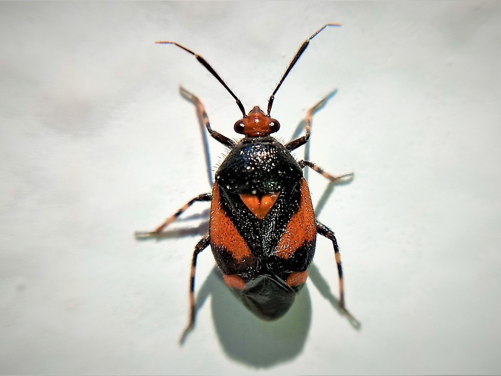 Deraeocoris schach