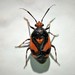 Deraeocoris schach - Photo (c) Agapakis Nikos, some rights reserved (CC BY-NC), uploaded by Agapakis Nikos