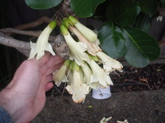 Tecomanthe speciosa