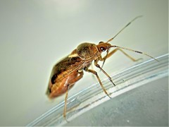 Deraeocoris flavilinea