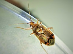 Deraeocoris flavilinea