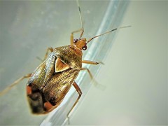 Deraeocoris flavilinea
