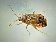 Deraeocoris flavilinea