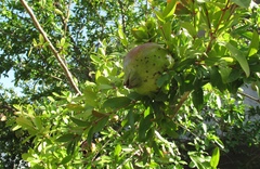 Punica granatum