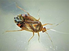 Deraeocoris flavilinea