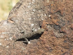 Ptyodactylus puiseuxi