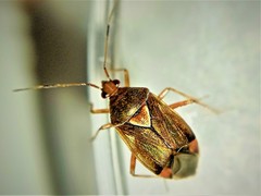 Deraeocoris flavilinea