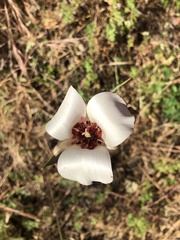 Calochortus simulans