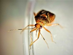 Deraeocoris flavilinea