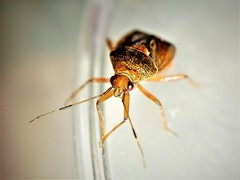 Deraeocoris flavilinea