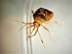 Deraeocoris flavilinea