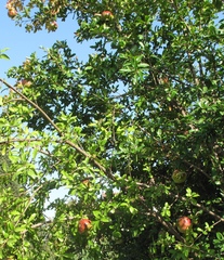 Punica granatum