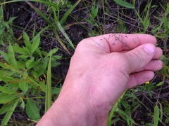 Dichanthelium sphaerocarpon