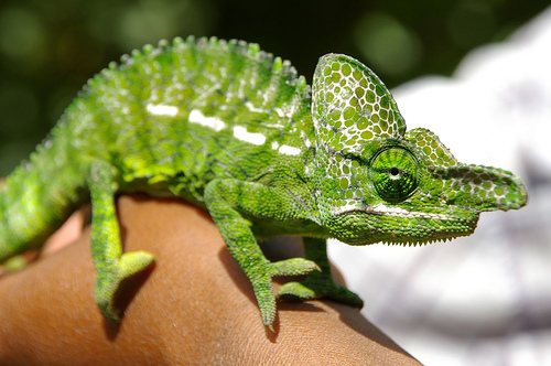 Labord's Chameleon