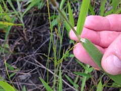 Dichanthelium sphaerocarpon