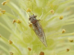 Cacopsylla melanoneura