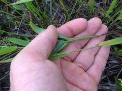 Dichanthelium sphaerocarpon