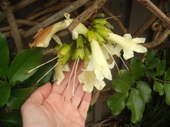Tecomanthe speciosa
