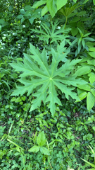 Napaea dioica