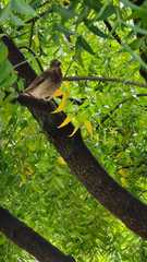 Turdus ignobilis