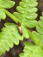 Dolerosomus silaceus