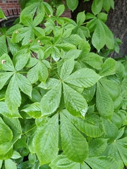 Aesculus hippocastanum