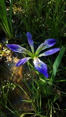 Iris brevicaulis