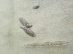 Lepidosaphes ulmi