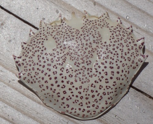 Ocellate Lady Crab, photo 6 of 10