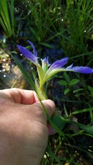 Iris brevicaulis