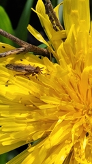 Elgiva solicita