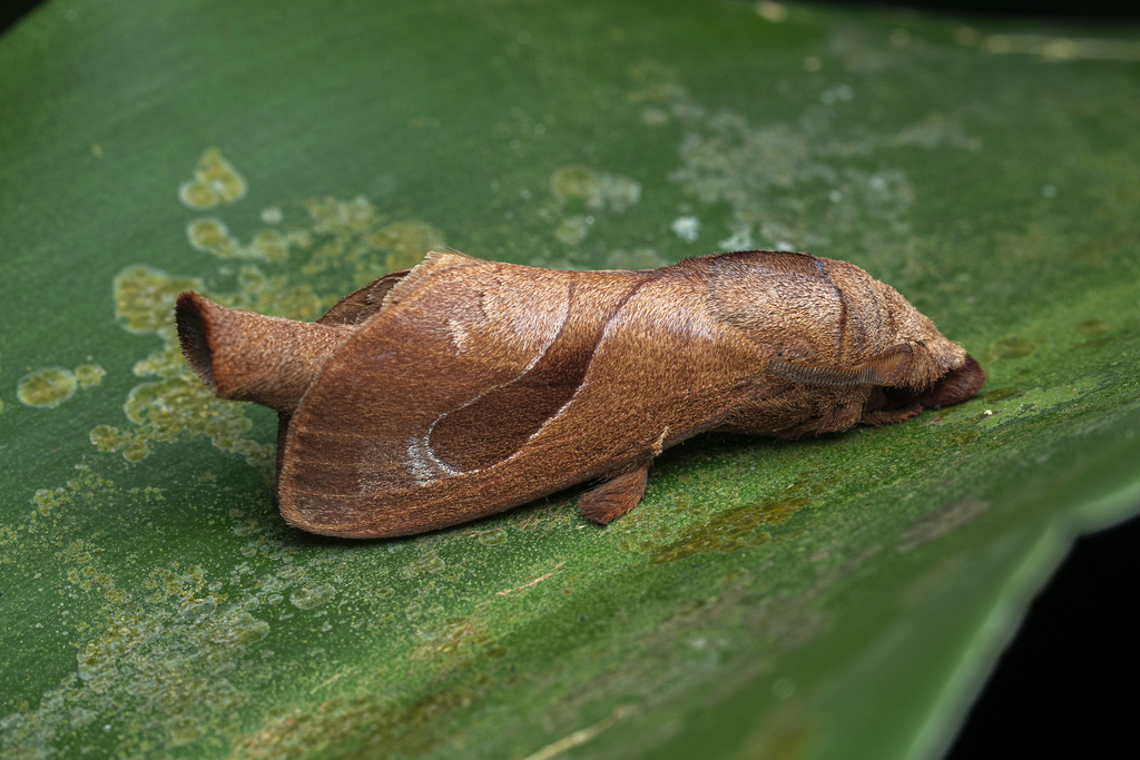 Paralebeda lucifuga