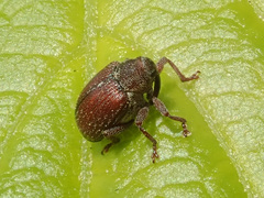 Coeliodes rubicundus
