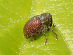 Coeliodes rubicundus