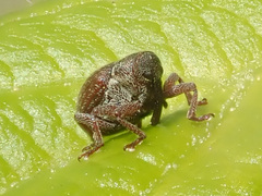 Coeliodes rubicundus