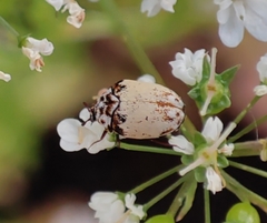 Anthrenus isabellinus