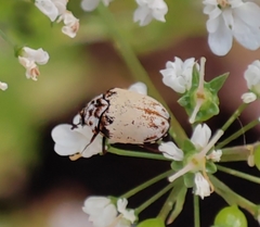 Anthrenus isabellinus