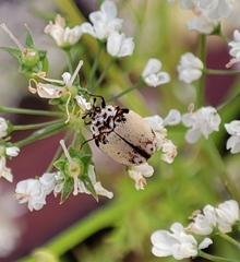 Anthrenus isabellinus